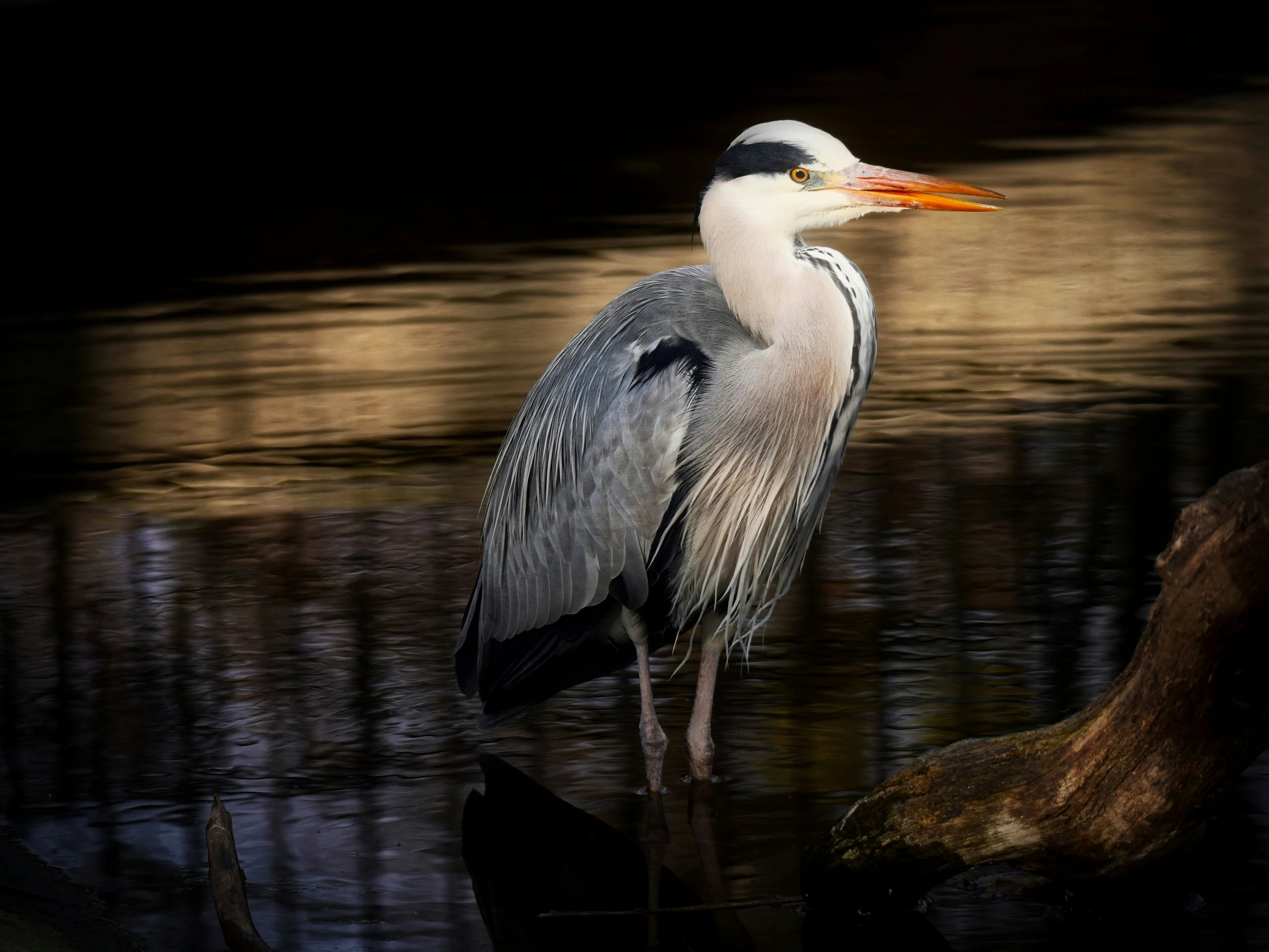 a large bird sitting on top of a wooden log