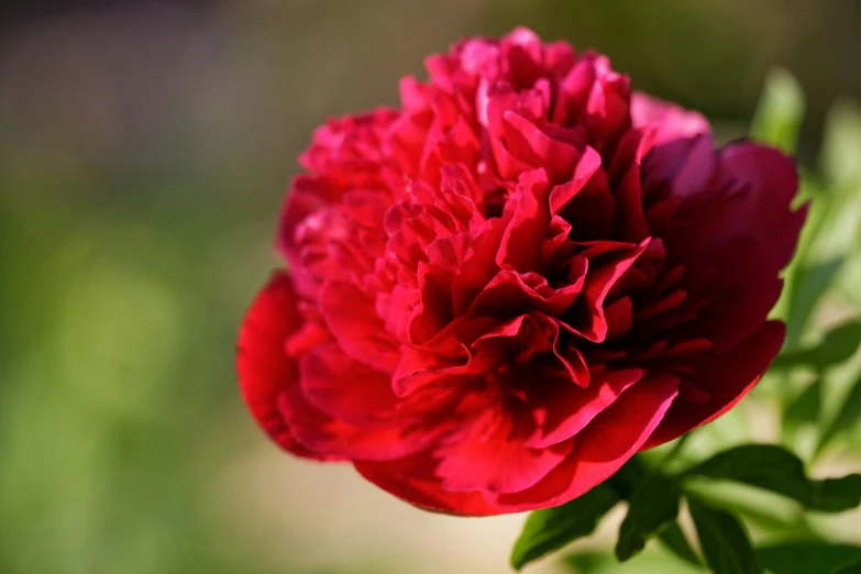 there is a red flower with green leaves