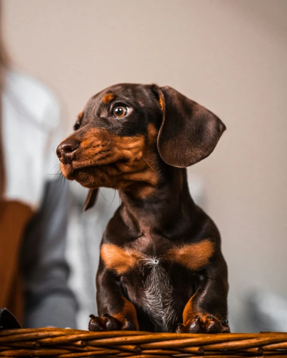 a brown dog is standing on a basket