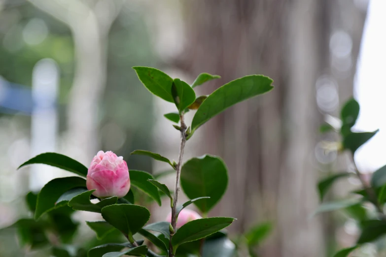 the pink flowers are blooming in the tree