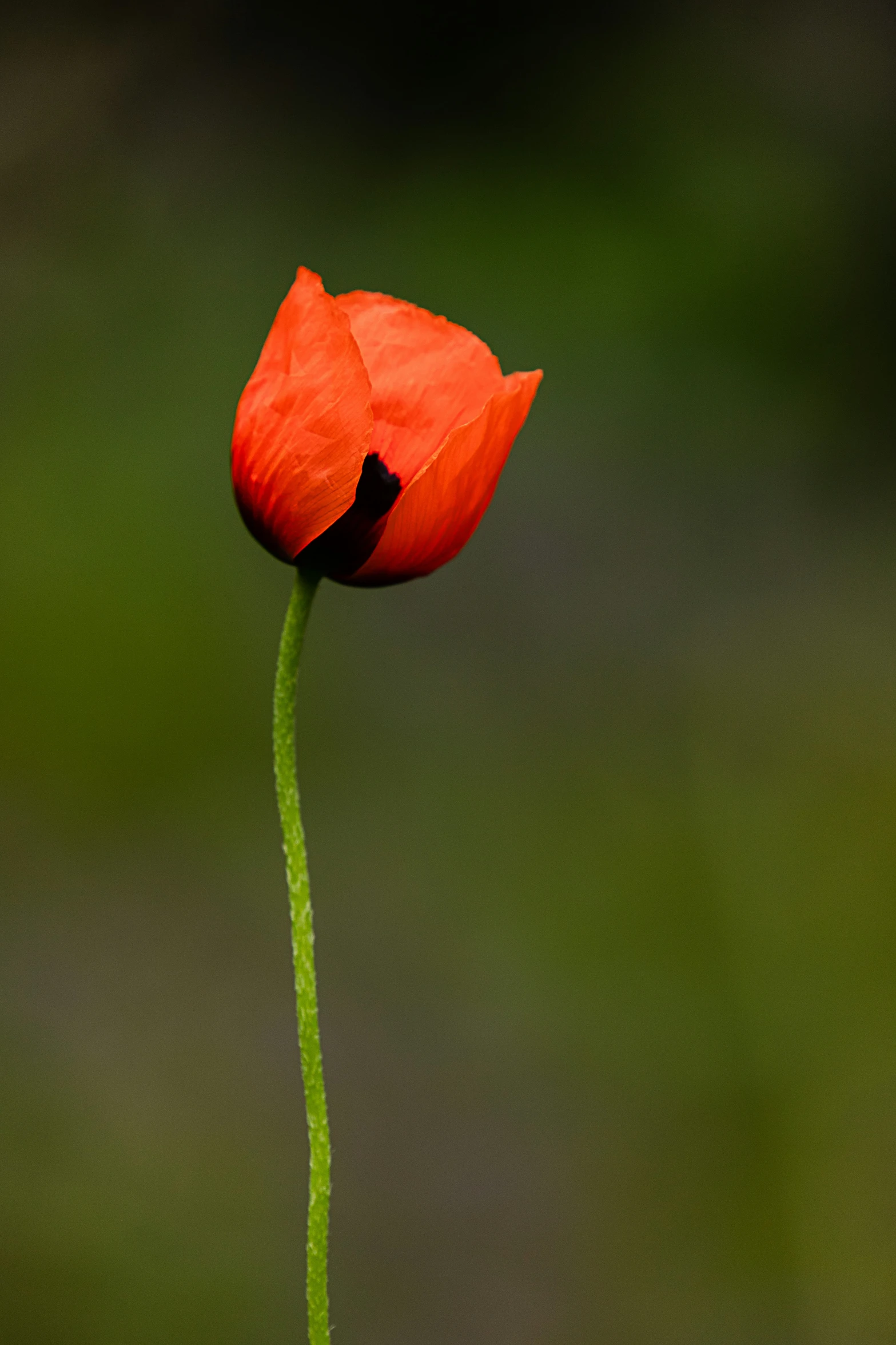 a single flower on a green stem with blurry background