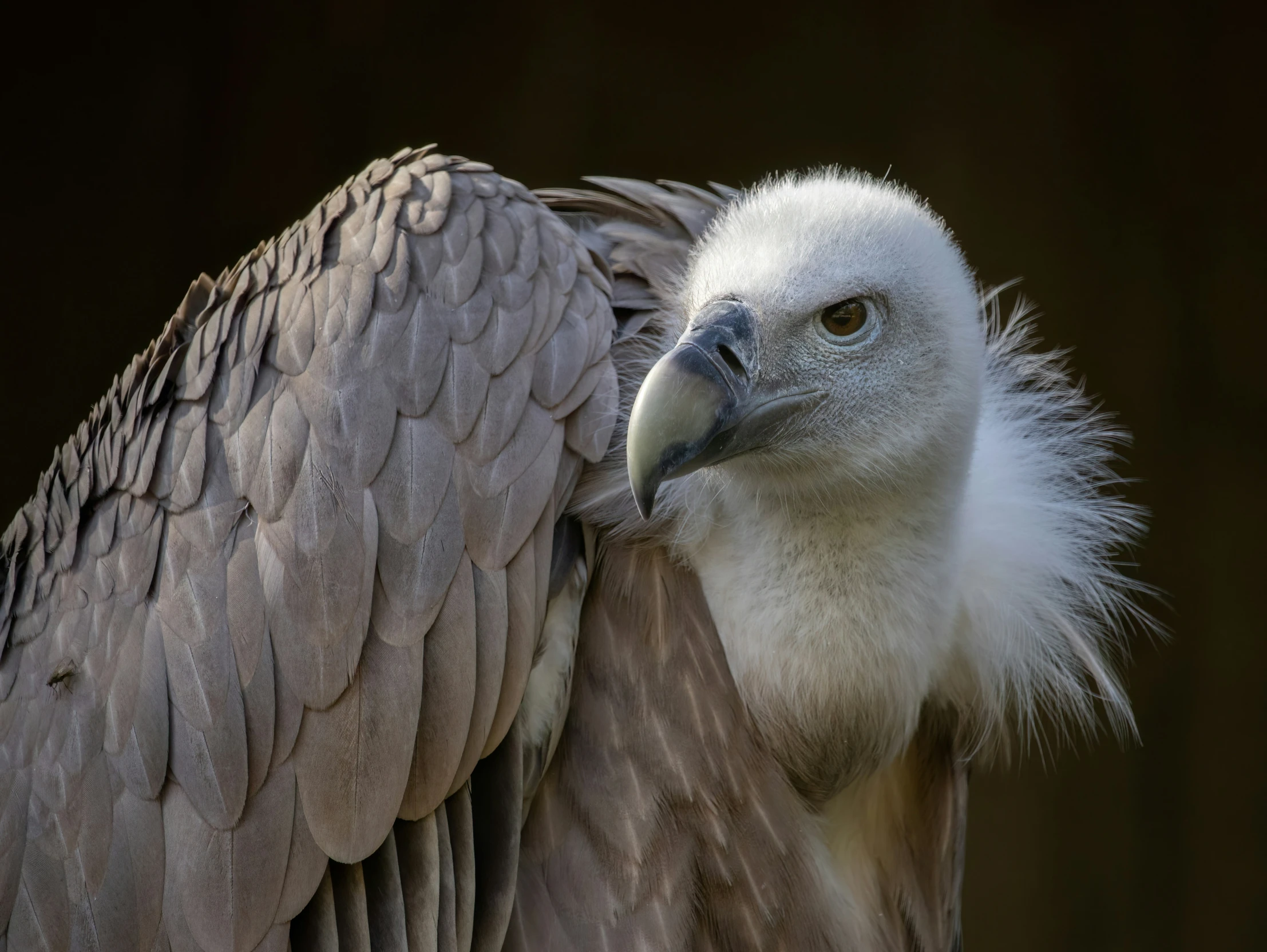 an eagle sitting down with wings outstretched