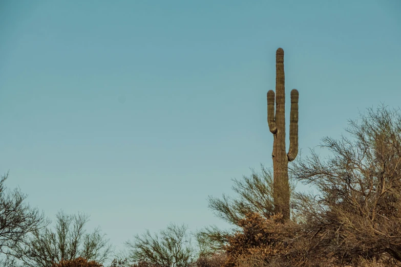 a large cactus with its tall cactus reaching up into the sky