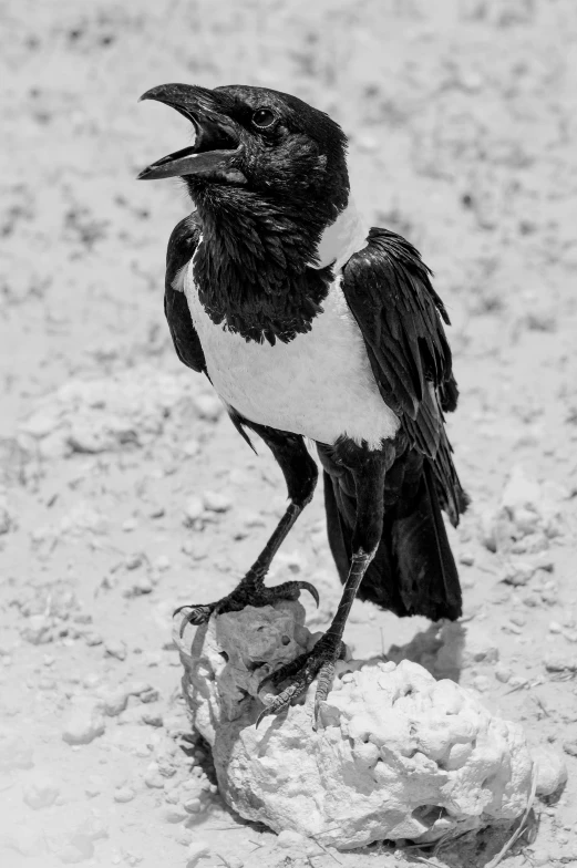 a large black and white bird standing on top of a rock
