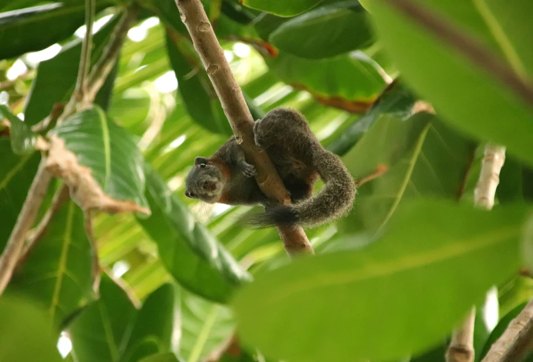 small animal in a green leafy tree looking up