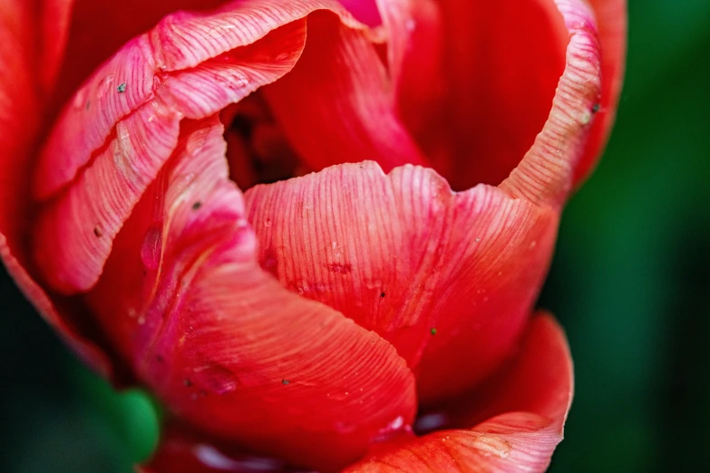 a large flower with red petals next to a green plant