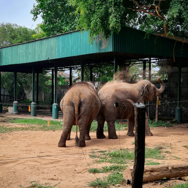 two adult elephants standing behind a wire fence