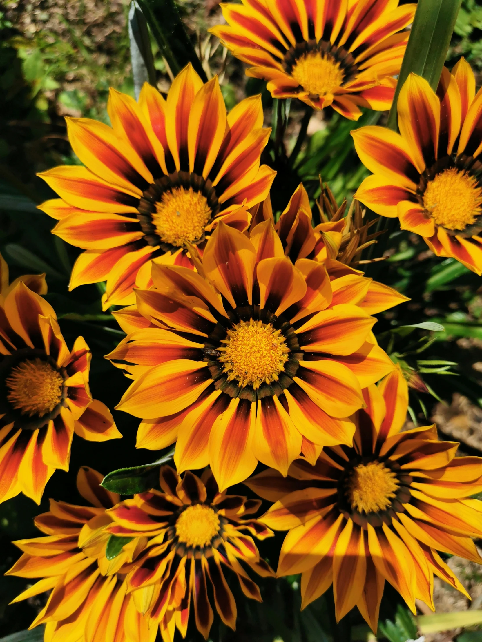 a bunch of yellow flowers in a field