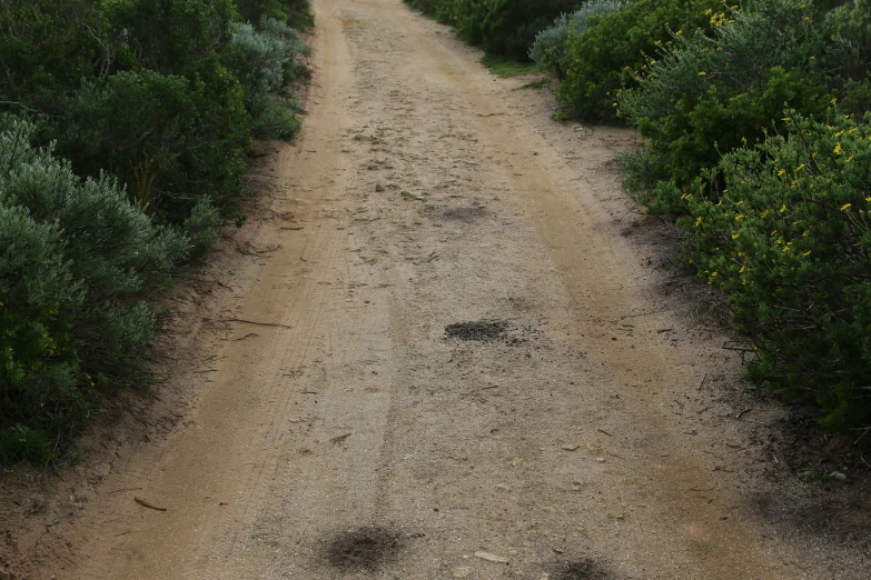 dirt road leading to some bushes in the country side