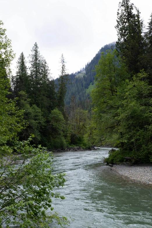 a river running through a forest covered in trees