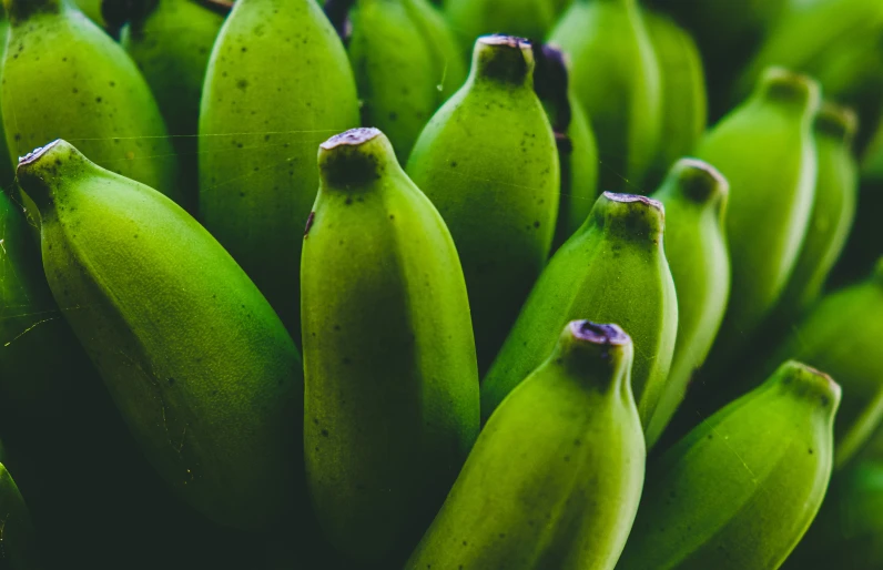 a bunch of green bananas on a tree