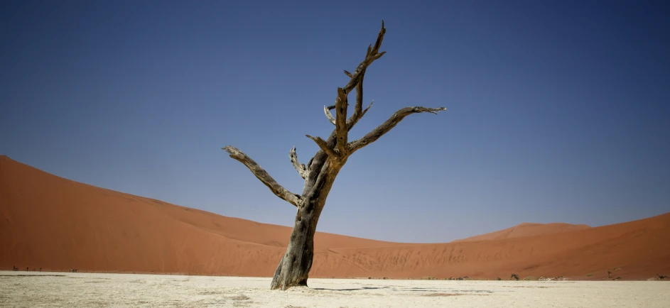 a lone dead tree in the middle of the desert