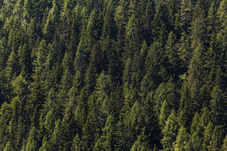 a group of tall pine trees towering in the air