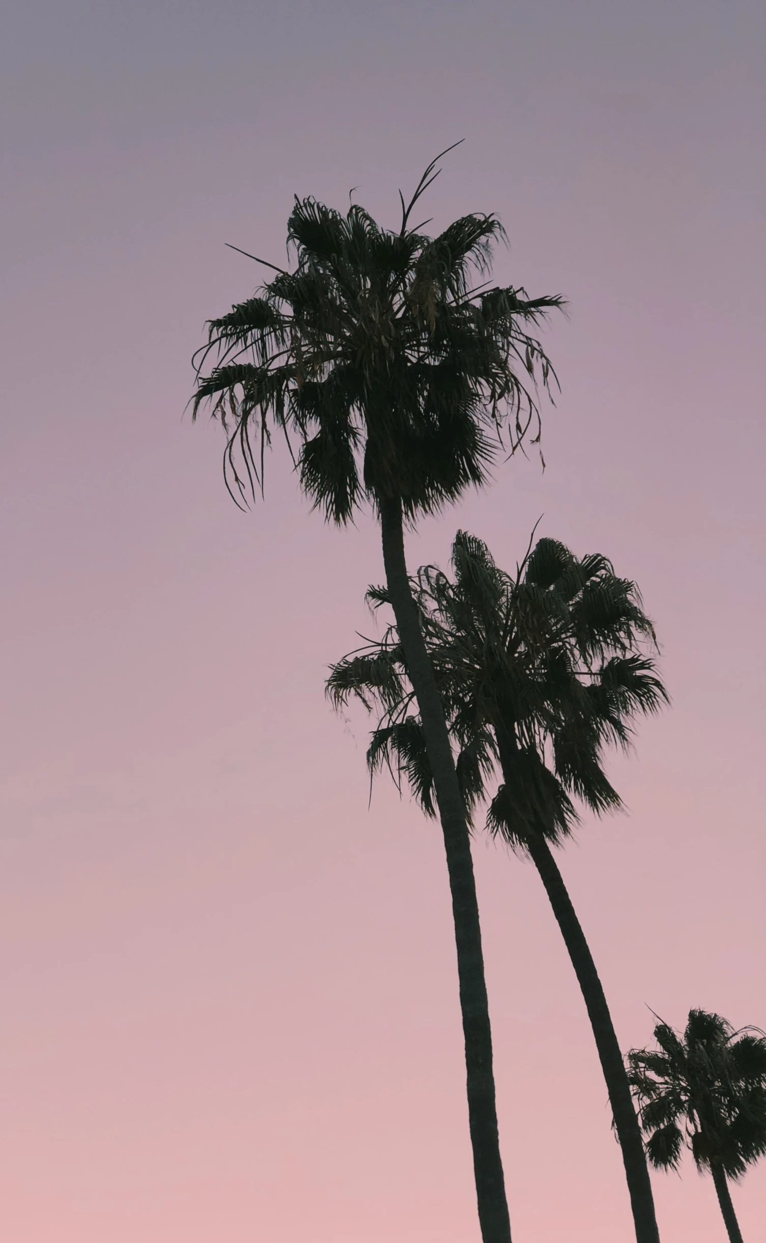 palm trees and a pink sky at sunset