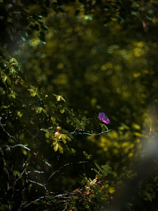 a bright light shining into the jungle while one flower shines