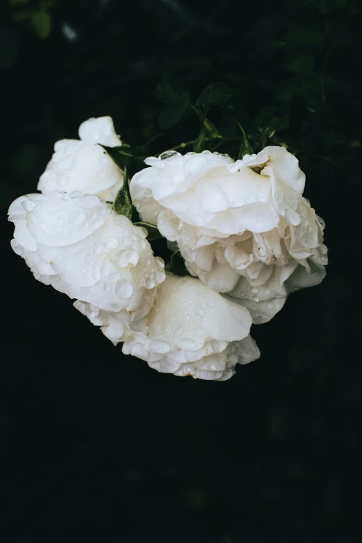 some white flowers that have been covered in rain