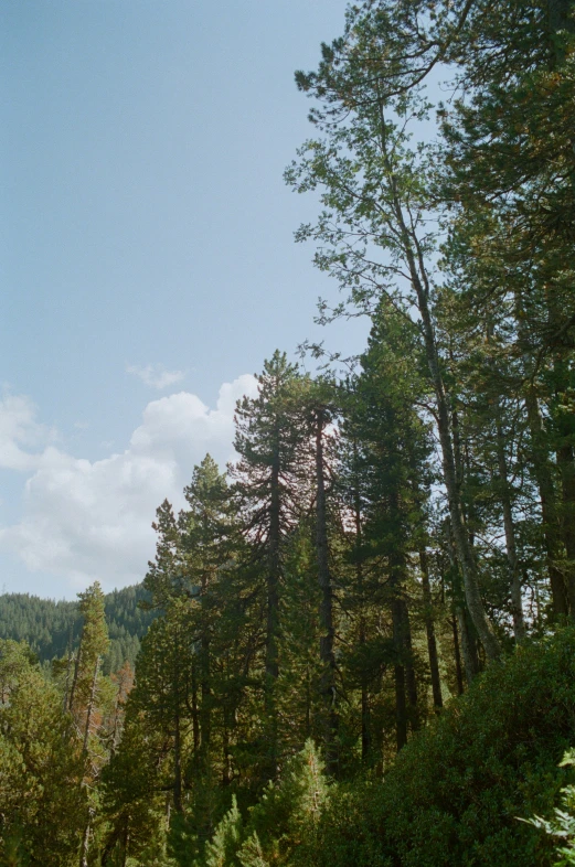 the forest with trees that are green and brown