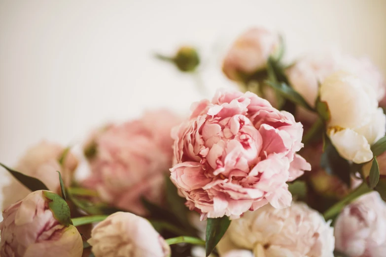 a bunch of pink flowers that are blooming