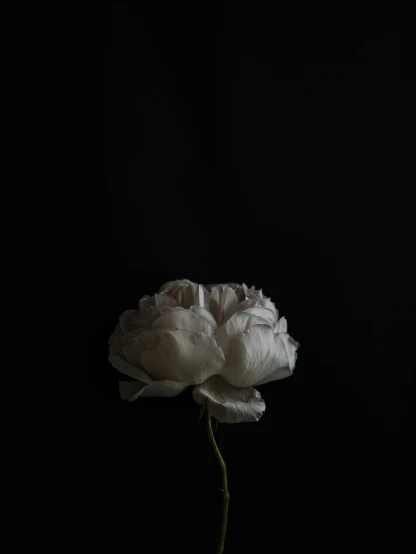 a white flower in the dark