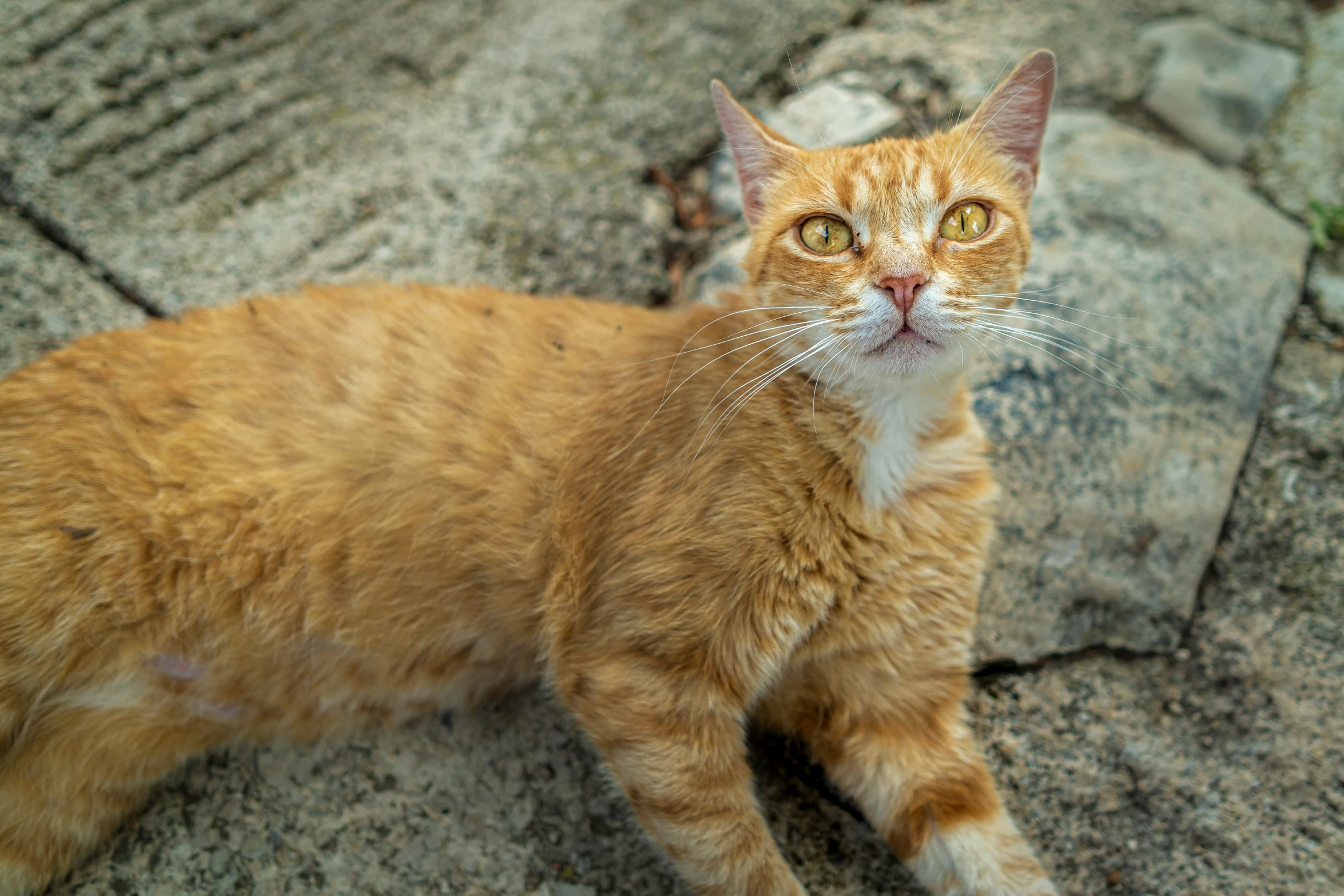 a small orange cat is standing on the ground