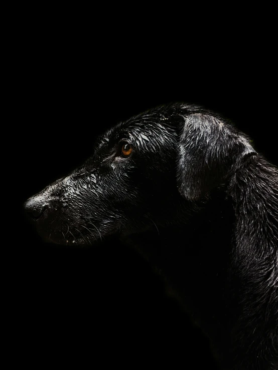 a dog with an intense look of dark