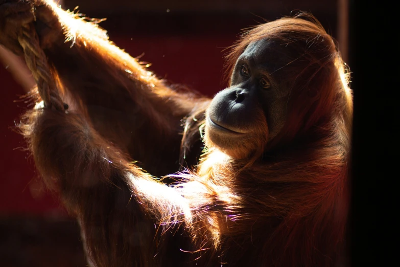 a monkey is holding the string of a door with its left hand