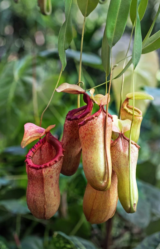 a number of flowers hanging from a tree