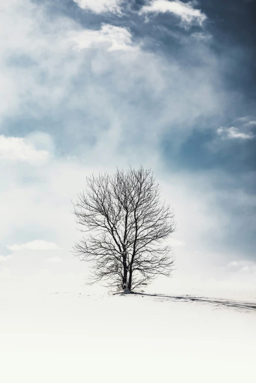 a lone tree in a snowy landscape under cloudy skies