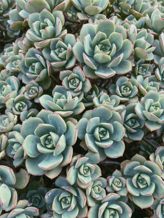 blue - green succulent plants with pink stripes in the top