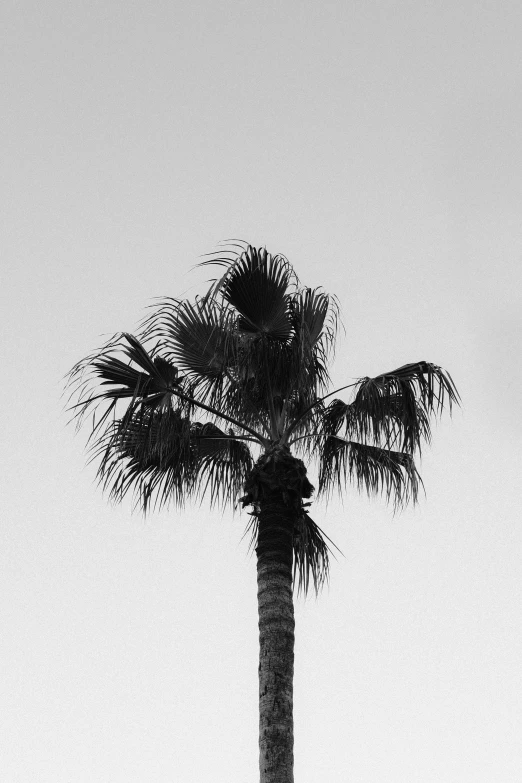 the palm tree is in front of an overcast sky