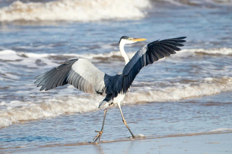 a very large bird stretching it's wings on the beach