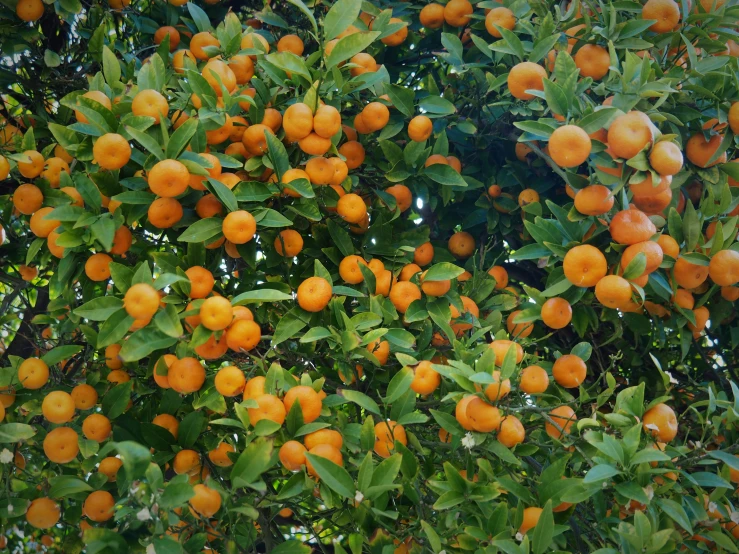 a cluster of small fruit on a tree