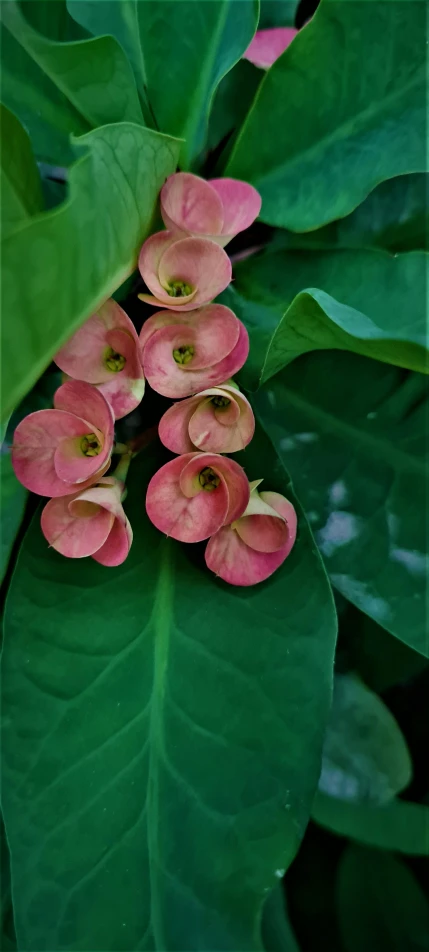 flowers with large green leaves in the foreground