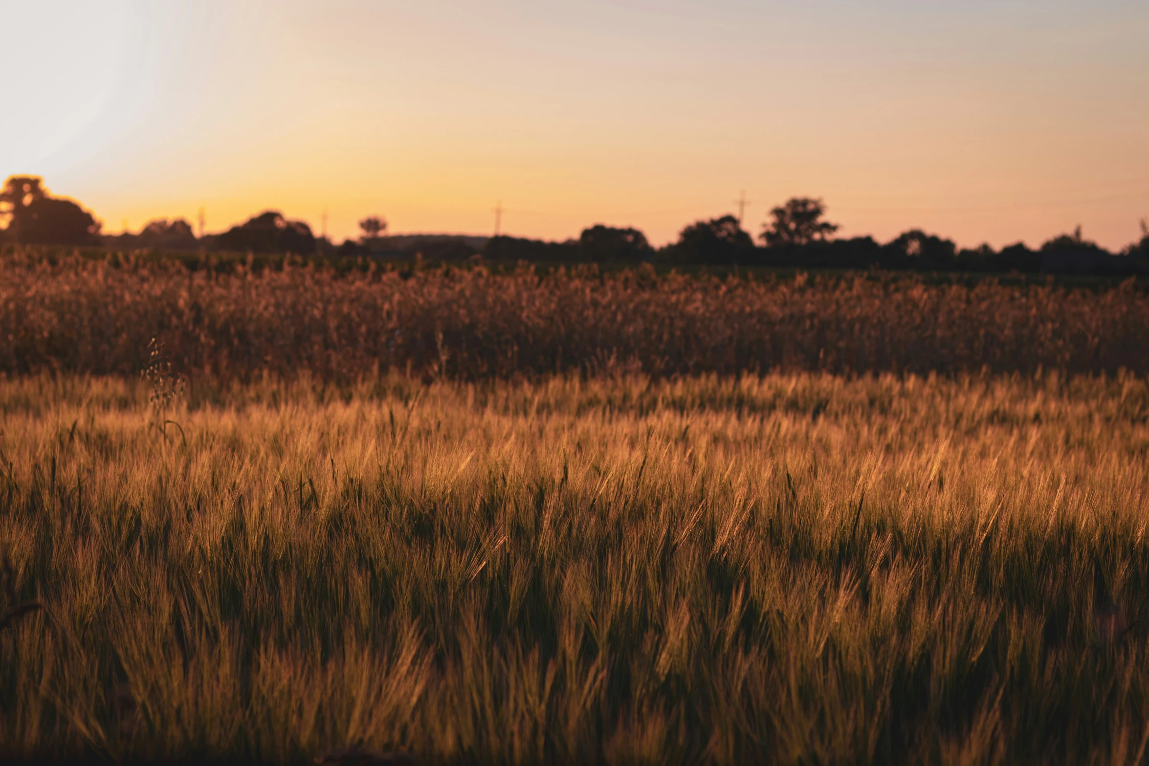 a field with some very tall brown grass