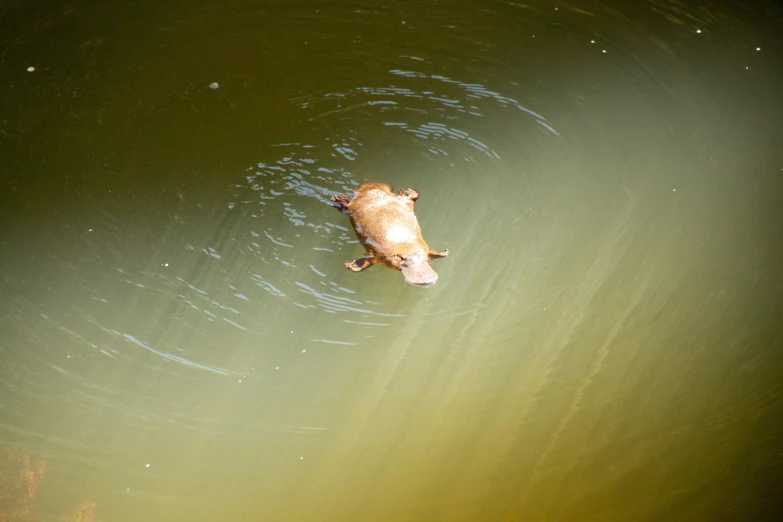 an animal in the water near some water