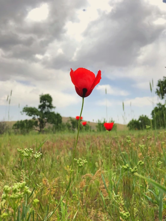 a poppy in a grassy field with cloudy skies