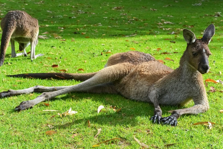 an image of kangaroos with a big kangaroo laying on grass