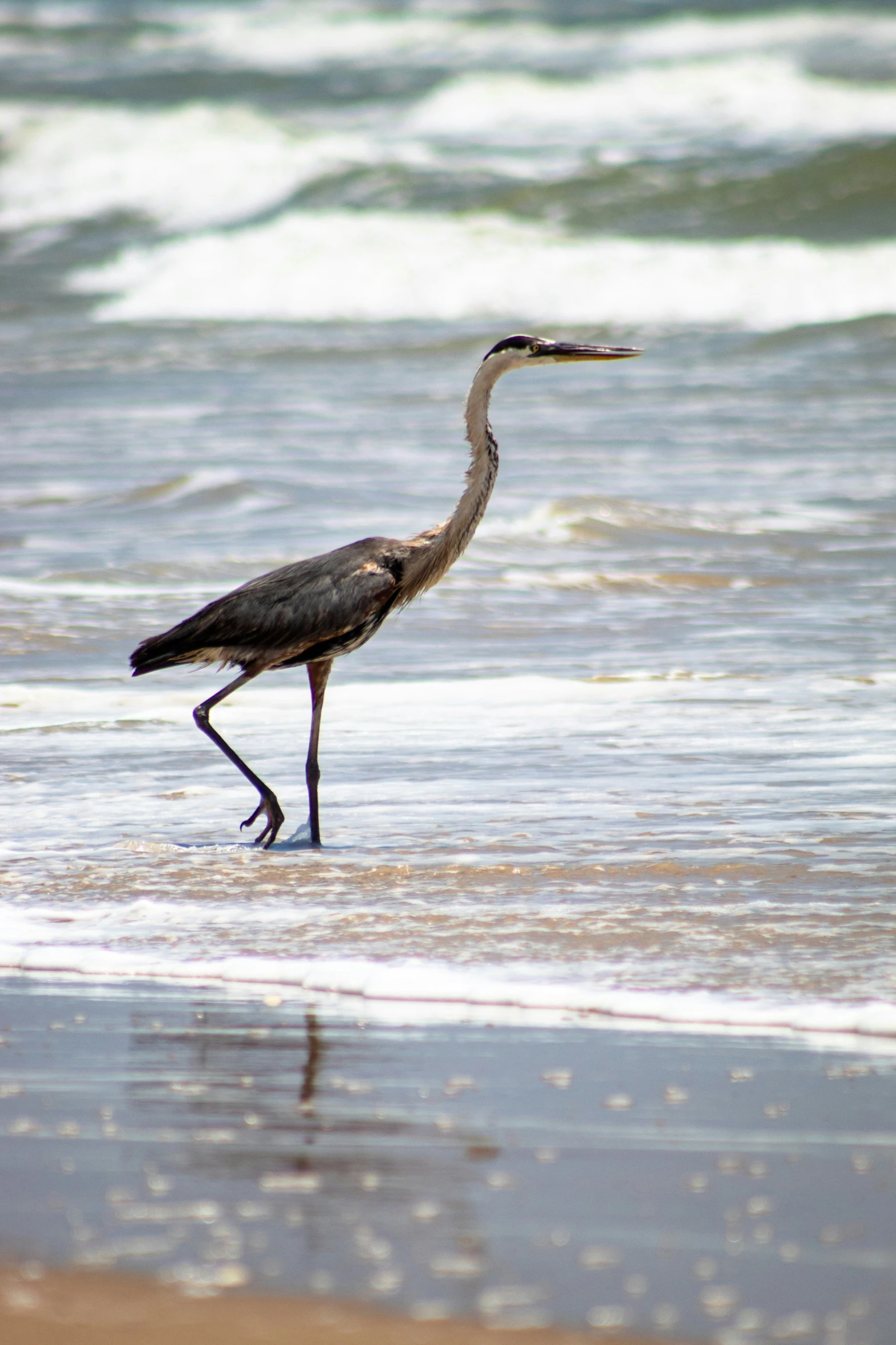 an egret stands on the shore of the beach