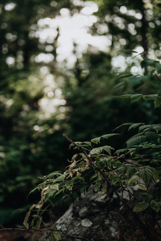 some leaves are growing from a rock in the woods