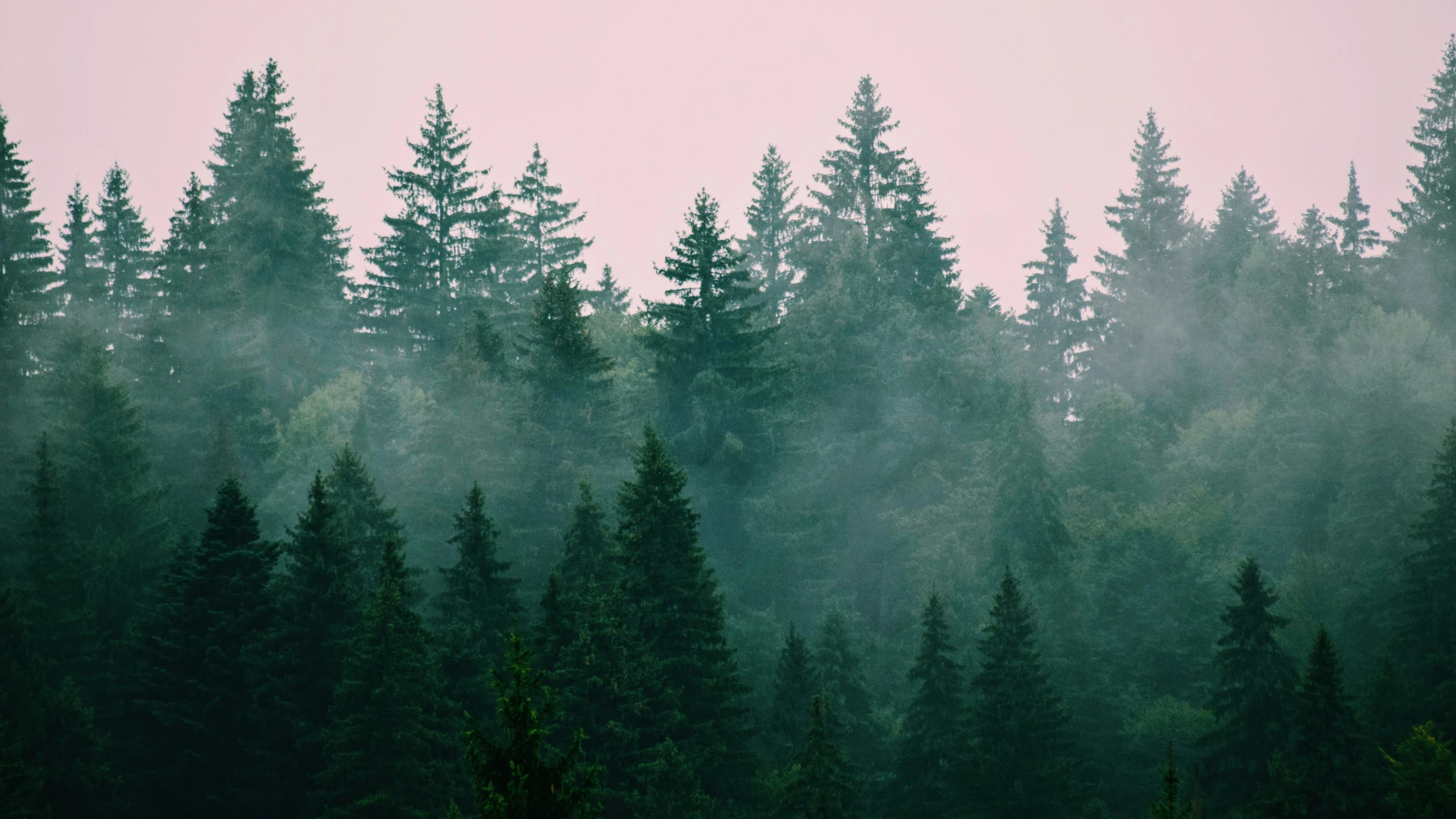 fog rises in the forest on a misty day
