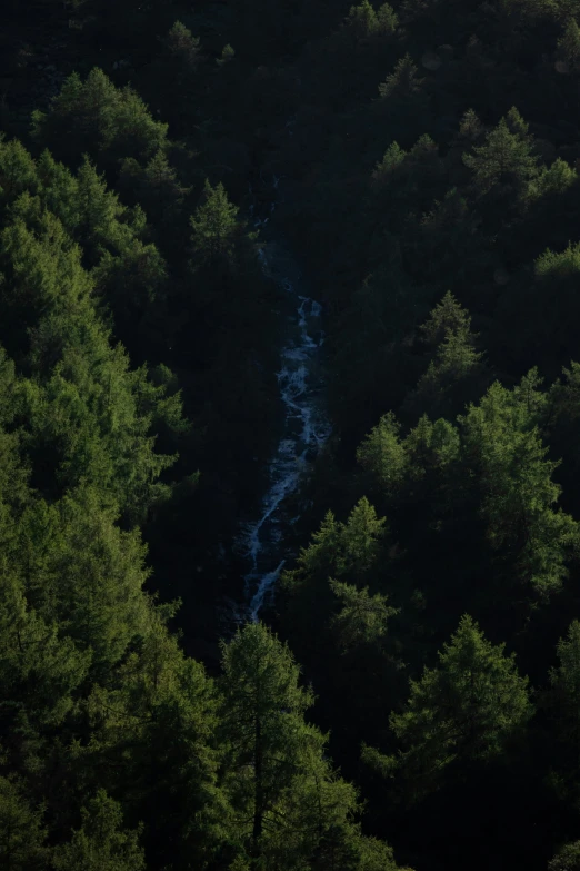 a tree lined hill in a forested area