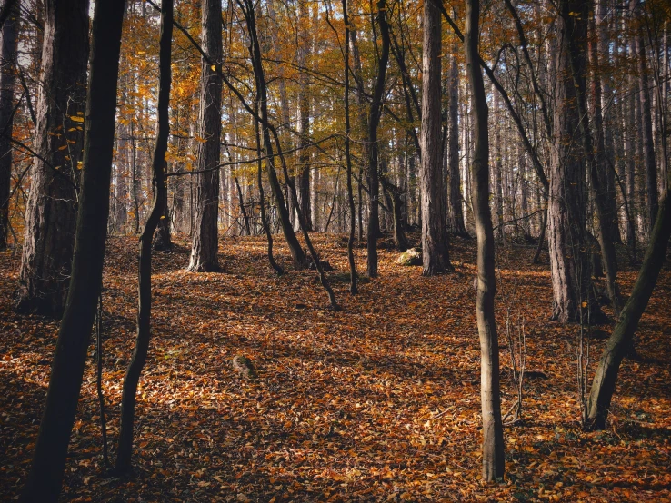 several trees in the middle of the woods covered with leaves