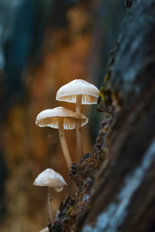 three mushrooms are sitting on a tree nch
