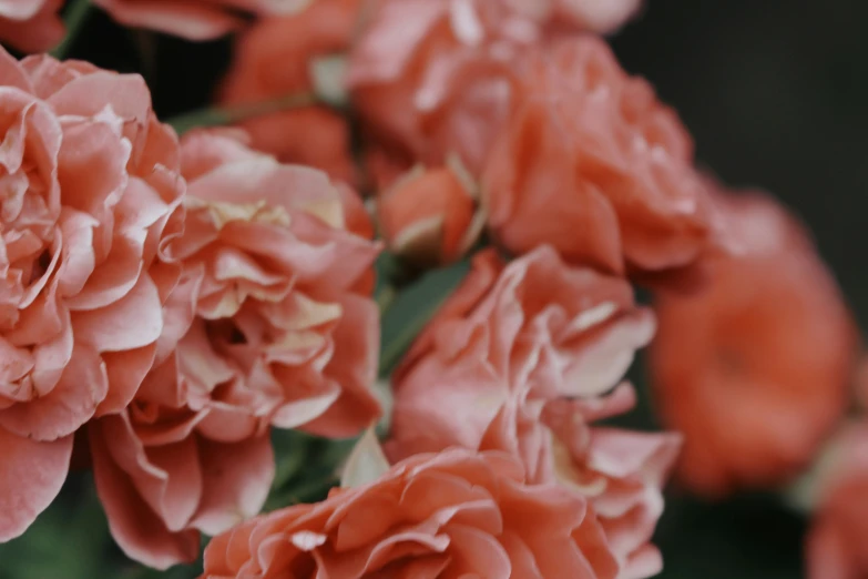 many pink flowers are blooming on a stalk