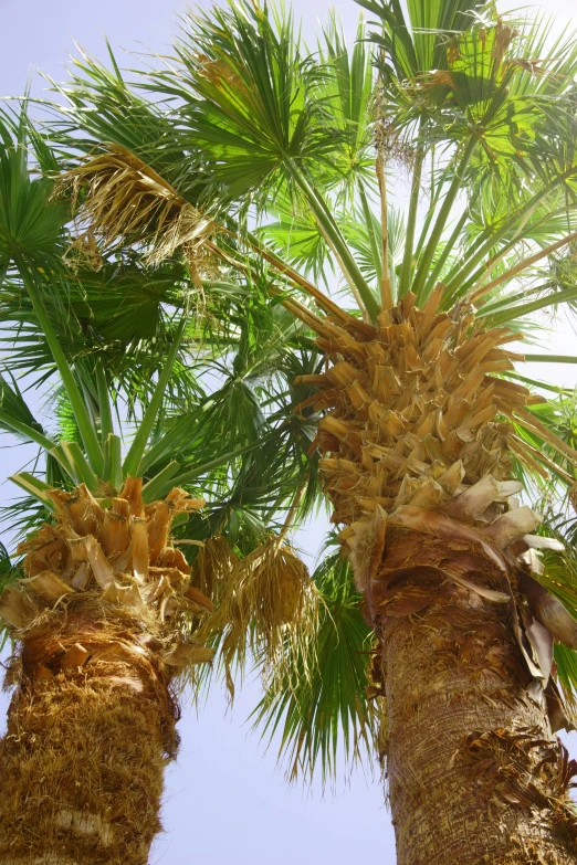 some very tall palm trees with leaves on them