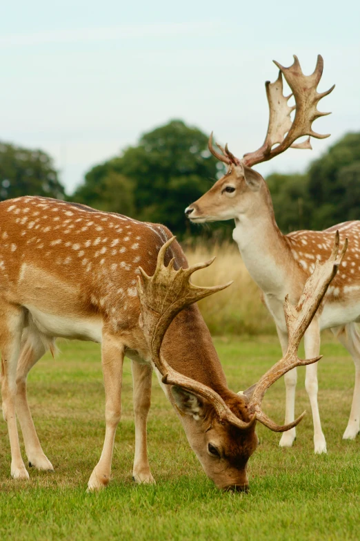 two deers grazing on the grass near one another