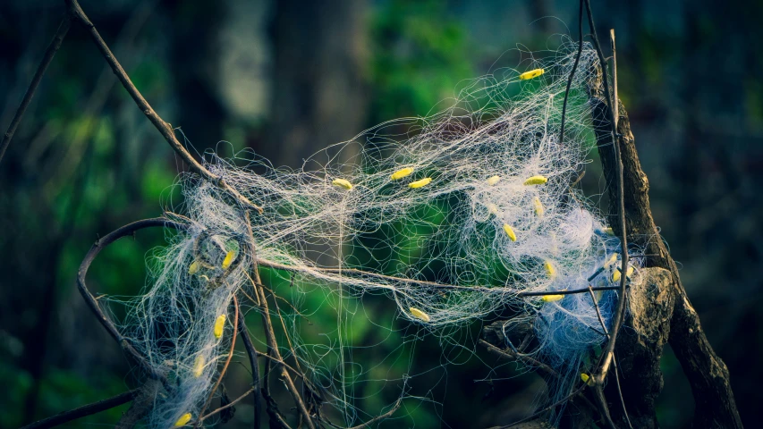 a spider web is sitting in the middle of a tree nch