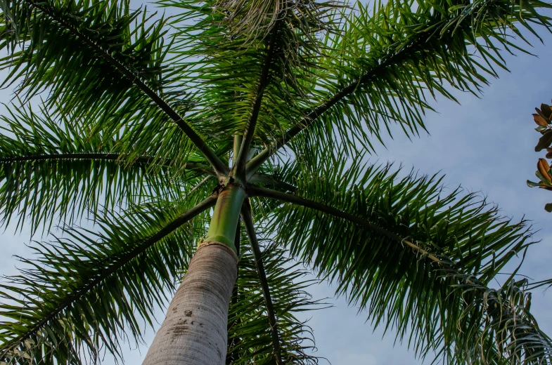 the green stems and leaves of some tall trees