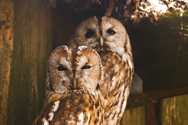 two birds sitting next to each other on a pile of wood