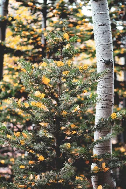 the trees in the woods are yellow and green